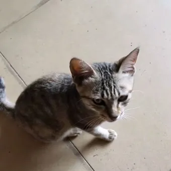 cat .jpg
