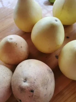 grapefruit.jpg