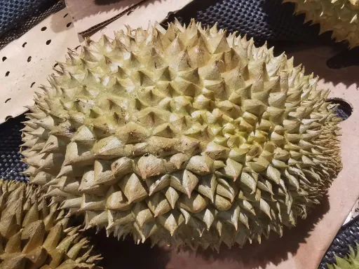 durian .jpg