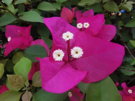 flower 3.jpg