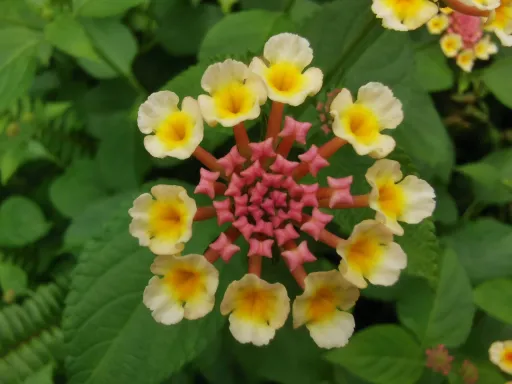 flower 5.jpg