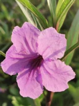 flower 9.jpg