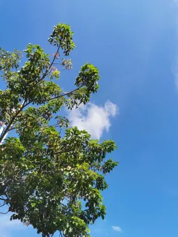 blue sky .jpg