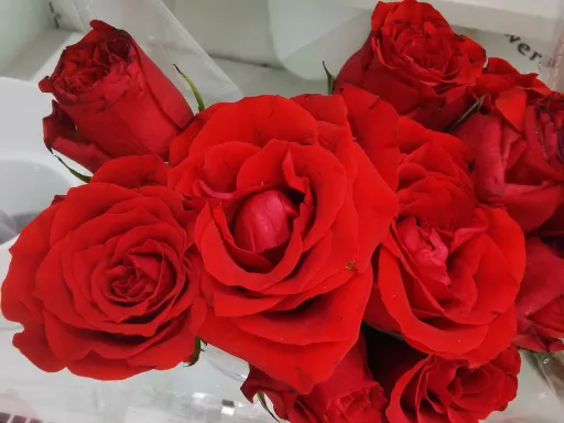 rose .jpg